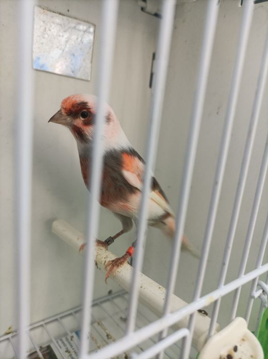 Canários Arlequim Português