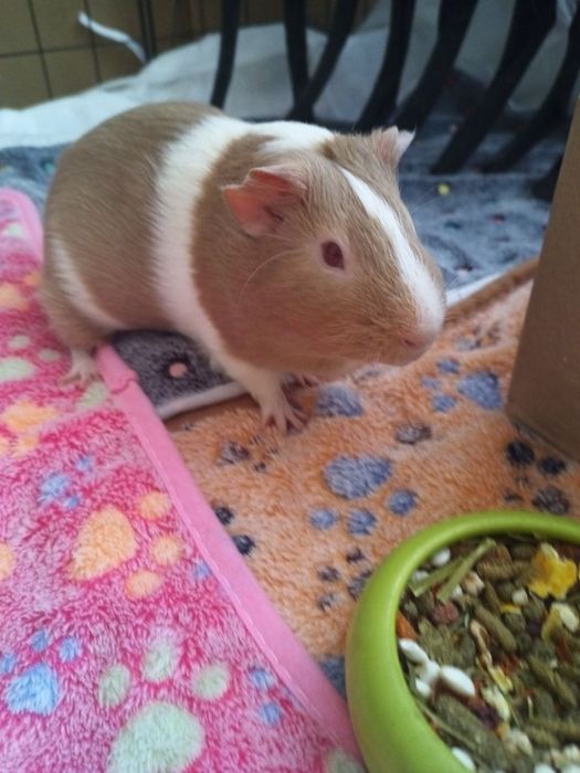 передержка грызунов