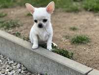 Krótkowłosy biały malutki chihuahua
