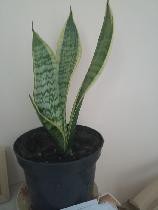 Sprzedam kwiat Sansoewiera