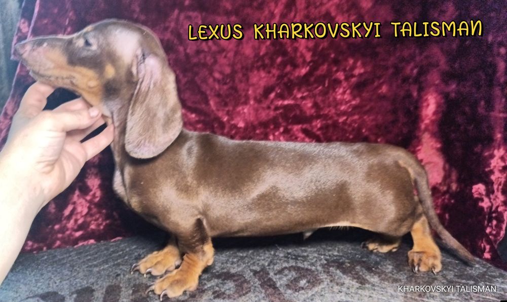 Коричнево-підпалий хлопець кріль з документами КСУ -FCI