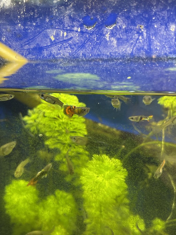Guppys sortidos para venda