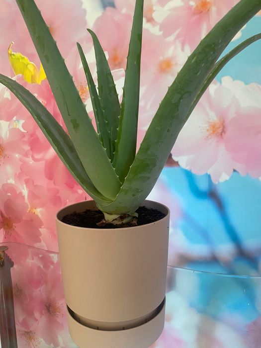 Aloé Vera Medicinal