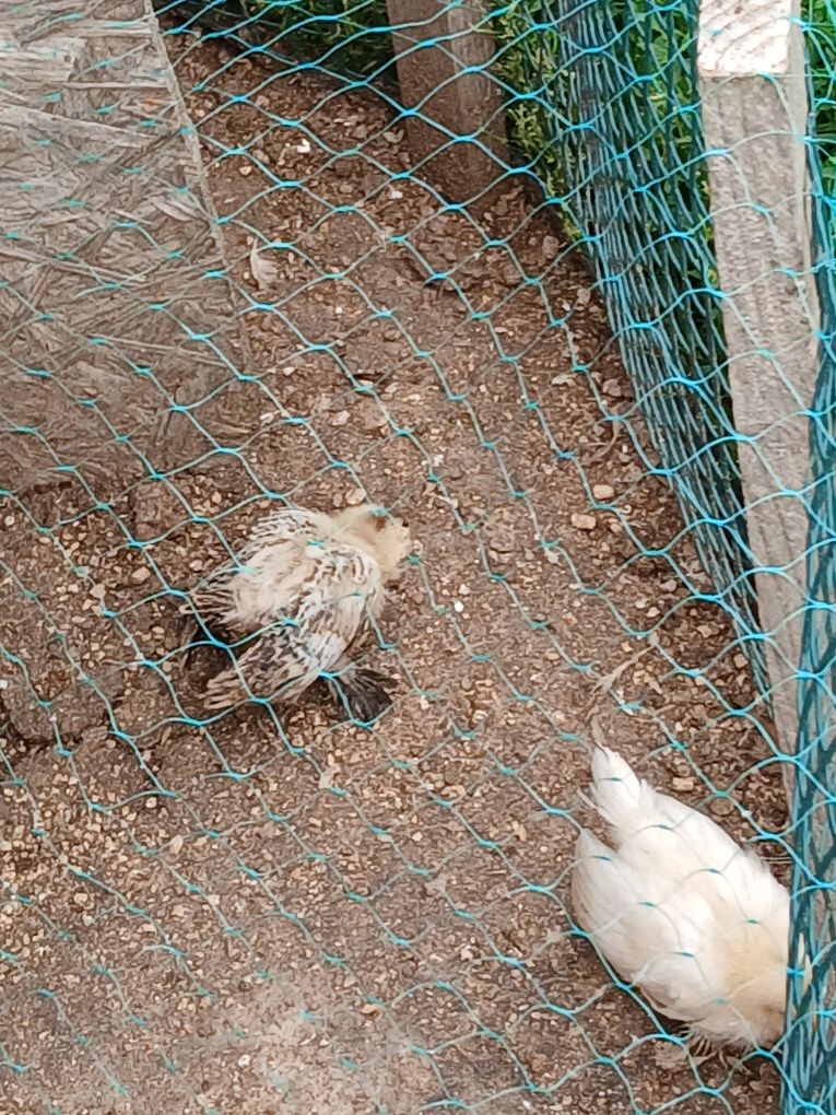 Kurczaki karzelki lapciate,silki