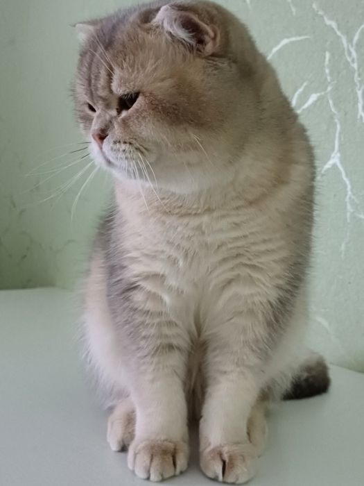 кошеня британська короткошерста срібна шиншила