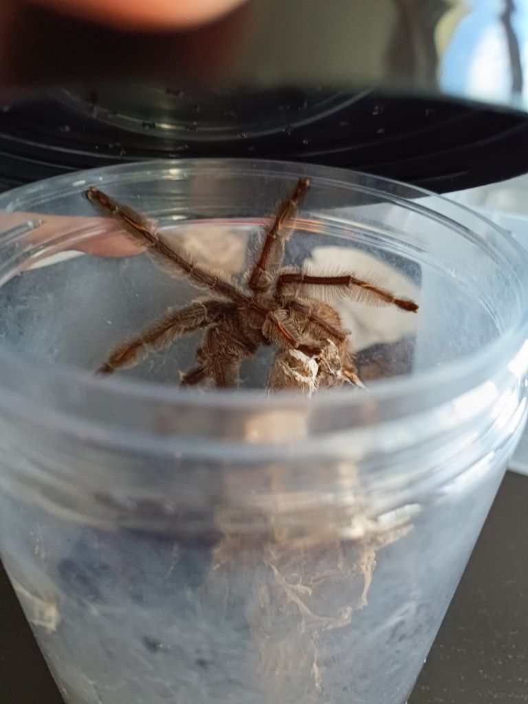 Chromatopelma cyaneopubescens Lasiodora parahybana p. irminia samce