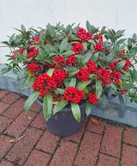 Skimmia Japonica,  żeńskie odmiany I męskie