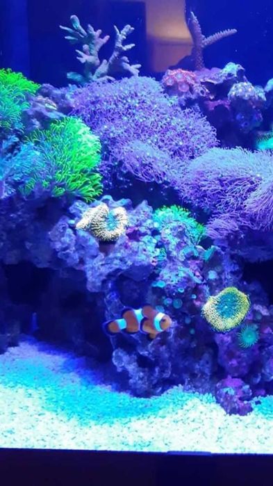 Akwarystyka morska i słodkowodna