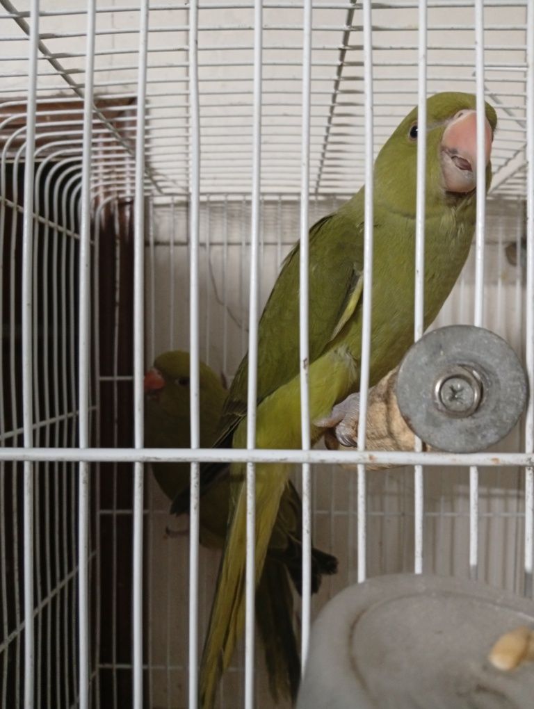 Rin neck e agapórnis criados á mão e outras aves