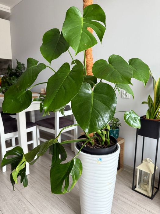 Monstera - wys. 90cm