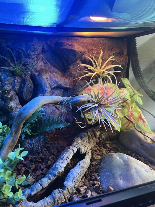 Terrarium Exo-Terra 60x45x45 + wyposażenie