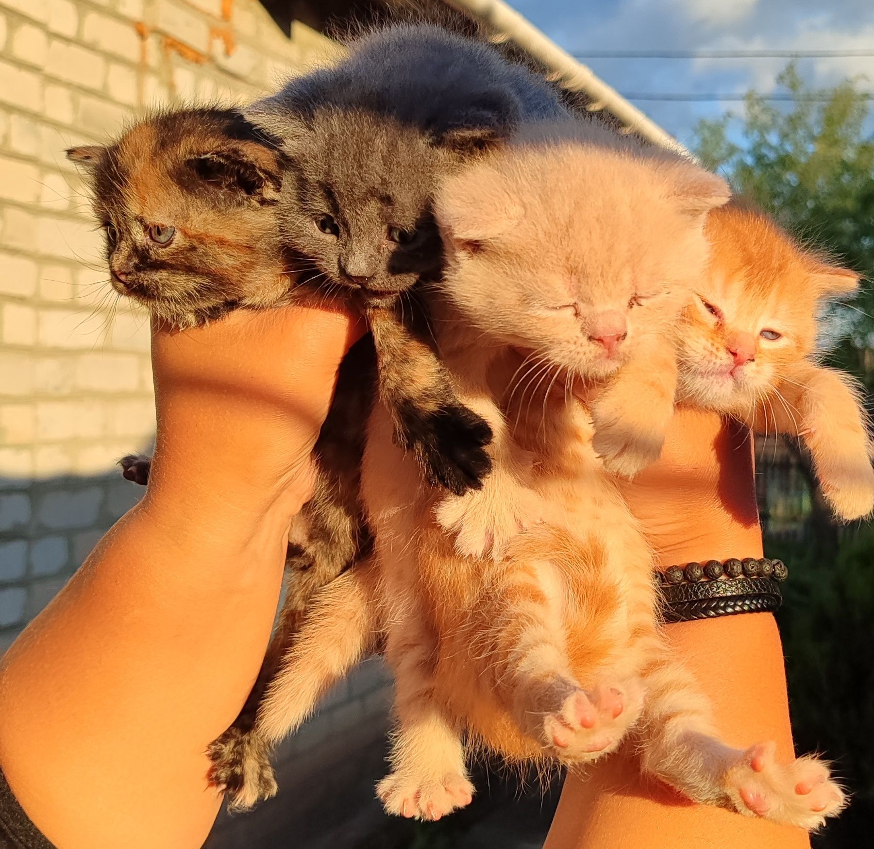 Продам котят Скотіш