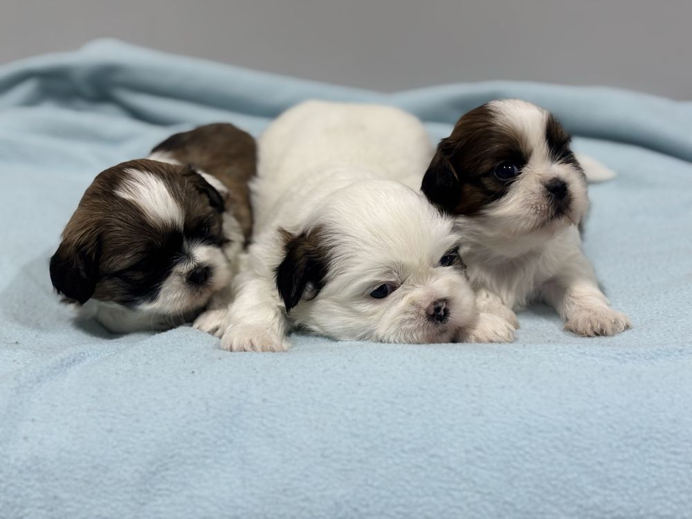 Szczeniak Shih Tzu- OREO do rezerwacji (biały)
