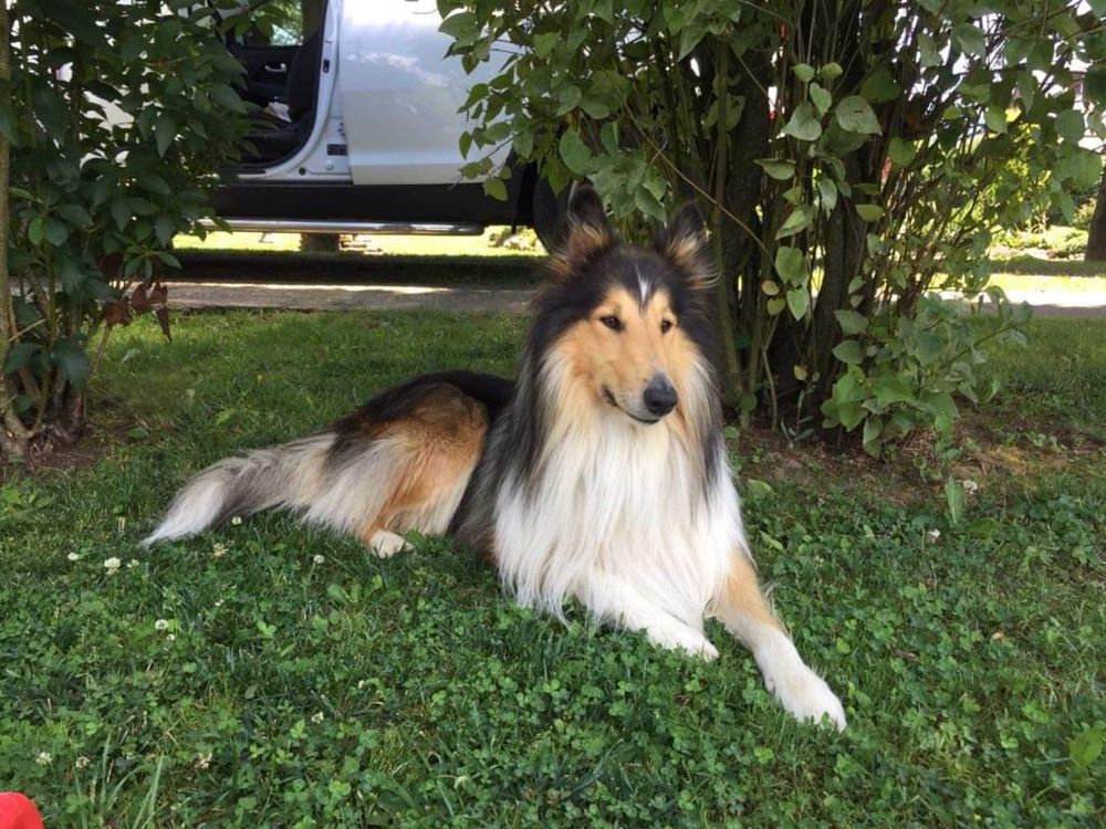Owczarek szkocki collie owczarki pies piesek