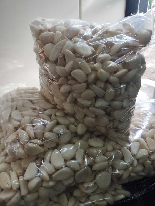 Czosnek obrany Polski