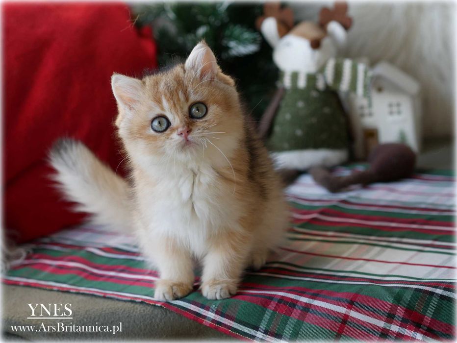 Ynes złota kotka brytyjska BRI ny 11 po Championce słodka jak laleczka