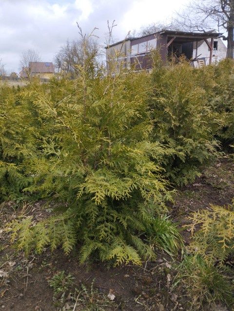 Tuje Thuje Szmaragd Brabant Bonsai transport