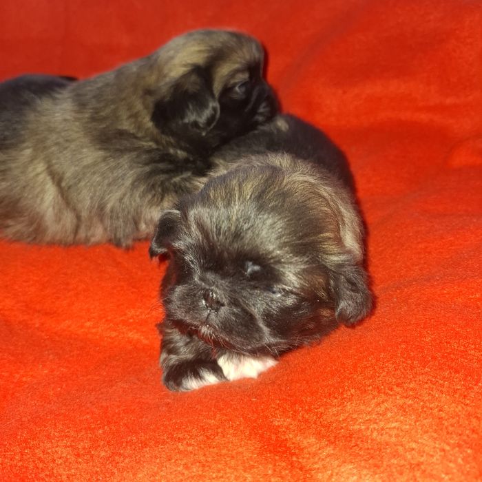 Pekińczyk sunia rodowód + wyprawka