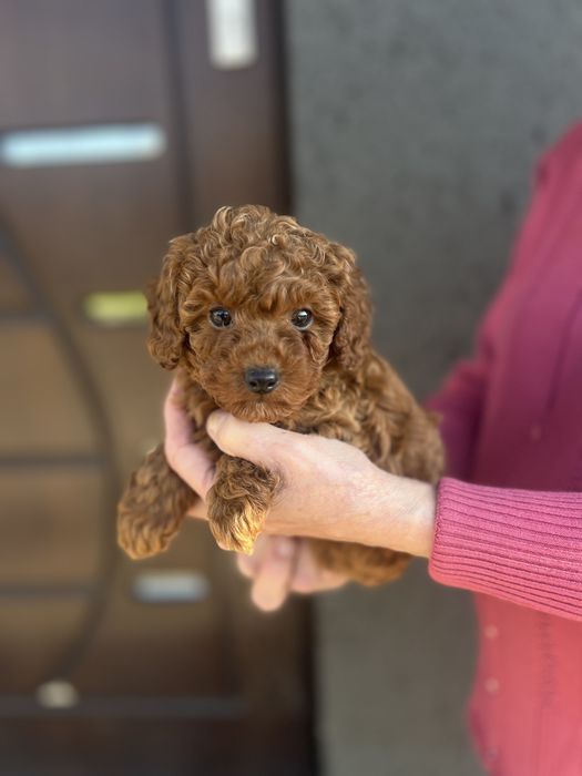 Pudel miniaturowy sunia red brown plowy