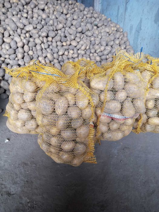 Sprzedam ziemniaki jadalne odmiany soraya