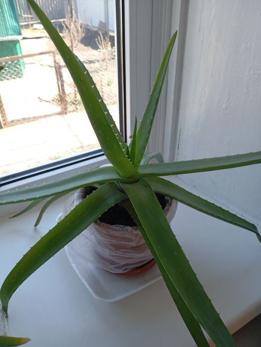 Лікувальні алоє Вера, канупер, хатній нарцис.