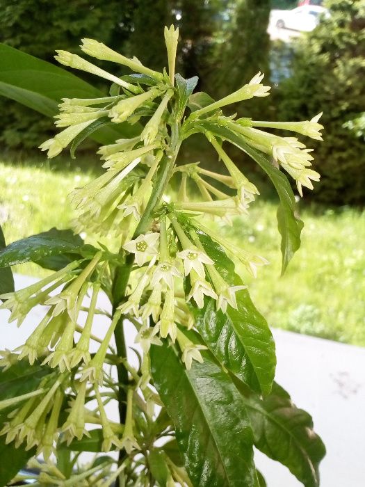 Jaśmin z Turcji prawdziwy (sadzonki) kwitnie całe lato - Cestrum Noctu
