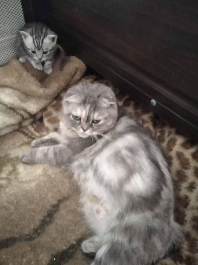 Продам котинят.мама скоти-Фолф шотландка,папа британець.