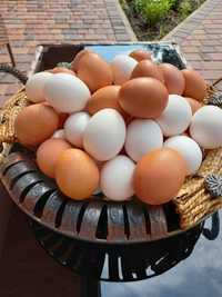 Яйця курки домашні