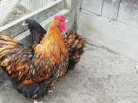 Orpington złotołuskowany kurczaki