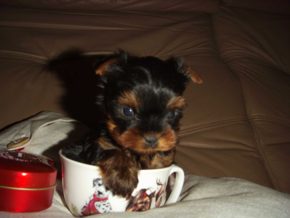 York mini suczka Warszawa yorki