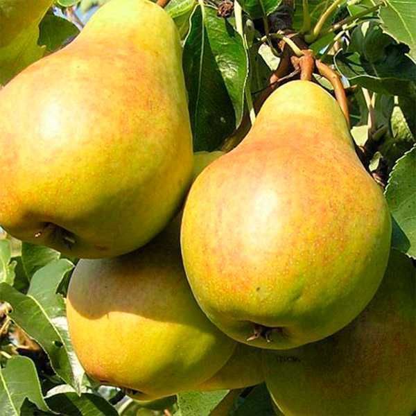 Продам саженцы колоновидных деревьев.