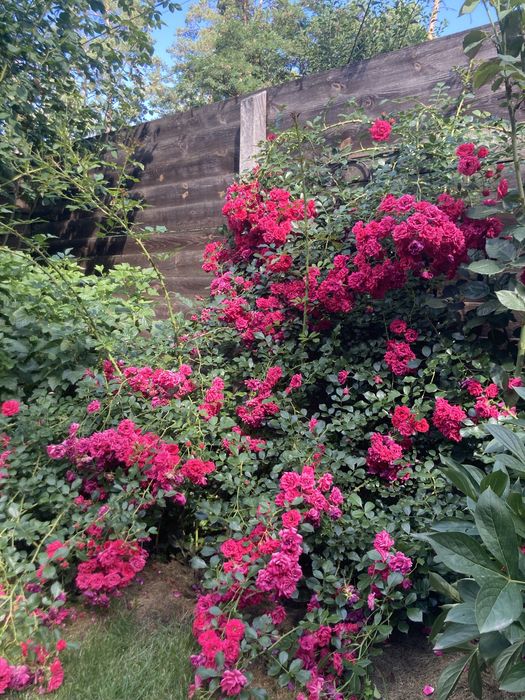 Подобова оренда будинку