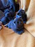 шотландські короткошерсті кошенята