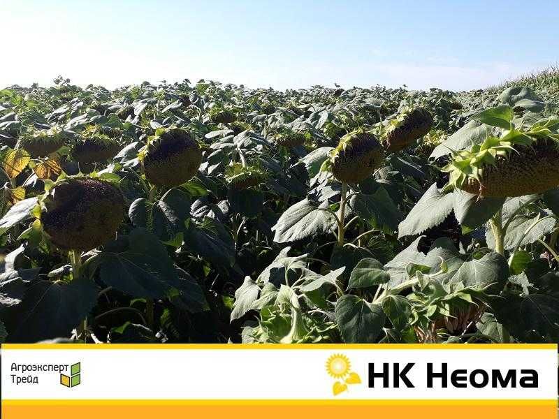 Насіння соняшнику Неома під євролайтинг вибір найменувань