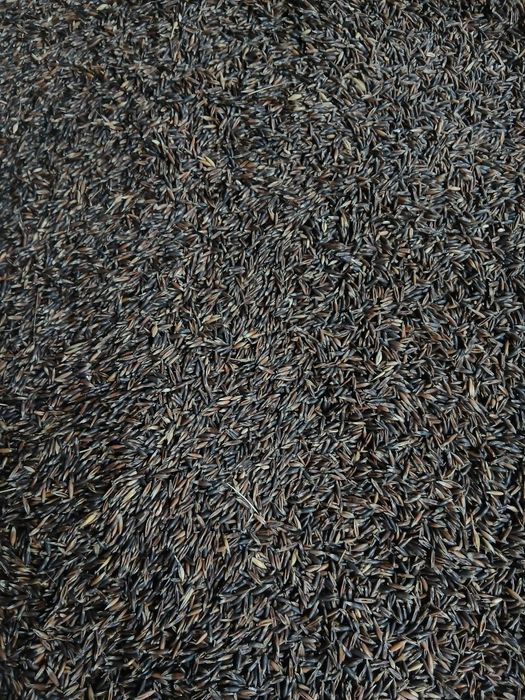 Owies czarny tegoroczny