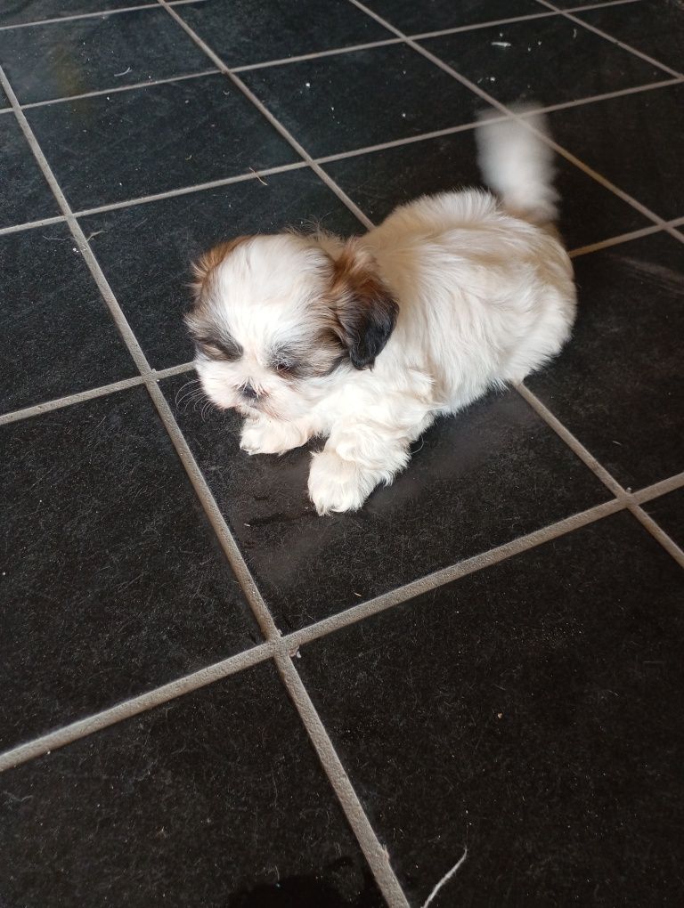 Shih-Tzu fêmea disponível