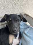Cudowny piesek szczeniak do adopcji