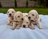 Przepiękny Golden Retriever TATA FCI