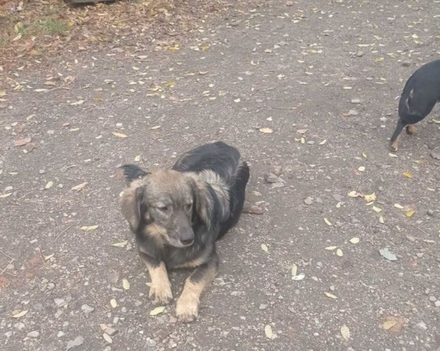 Замечена собака ДД, Зап -Левое