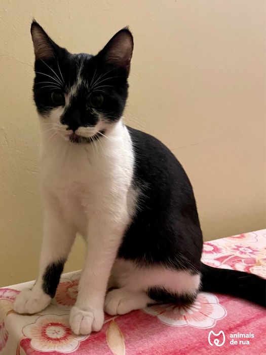 Ziggy | Para Adoção