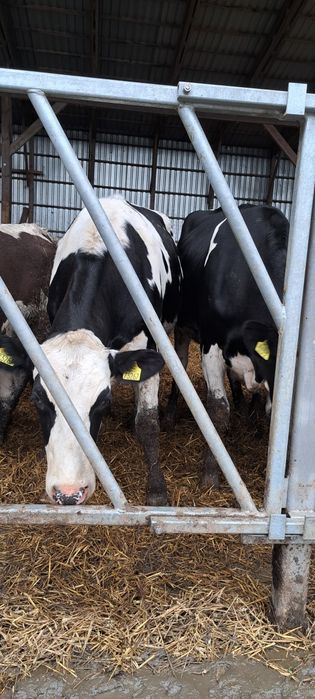 Jałowki wysokocielne