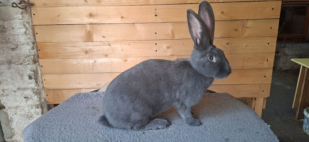 Samica OSN pełnobarwna