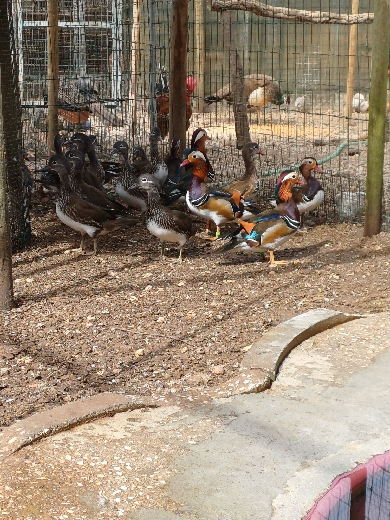 Patos jovem muito bonitos