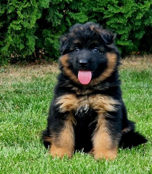 Owczarek Niemiecki Długowłosy - Piesek.