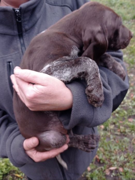 Wyżeł niemiecki (pies mysliwski)