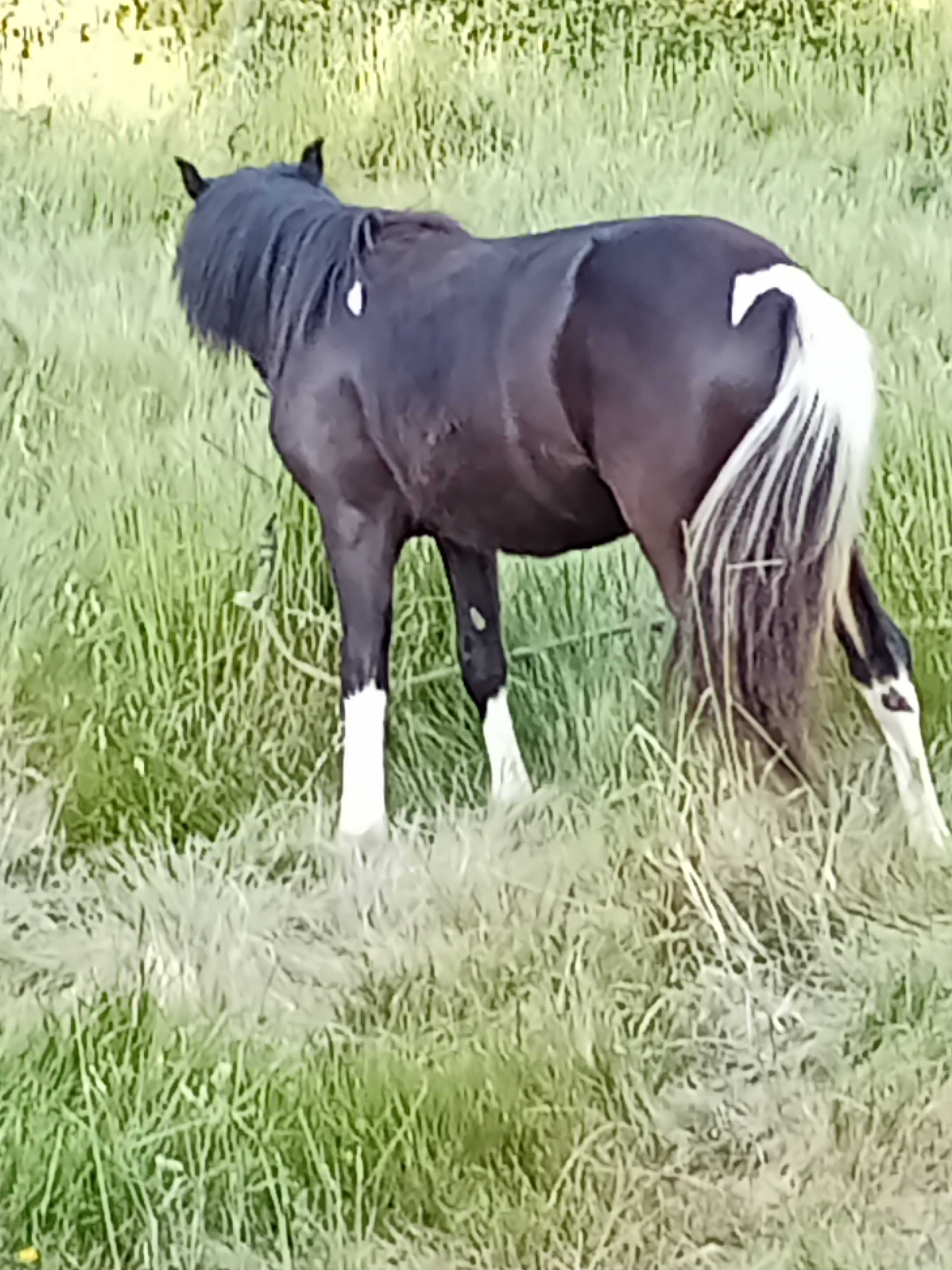 Poneys fêmeas prenhes