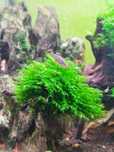Musgo Fissiduns fontanus