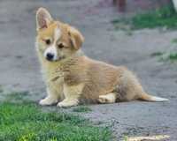 WELSH CORGI Pembroke piesek szczeniak do odbioru