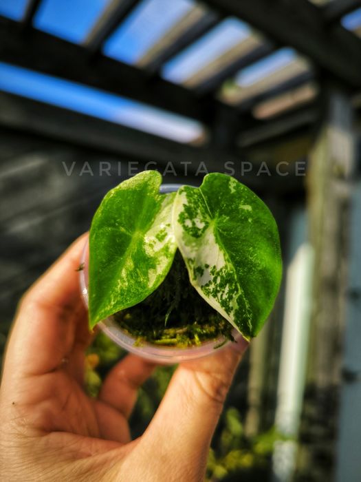 Alocasia Nairobi nights variegata alokazja