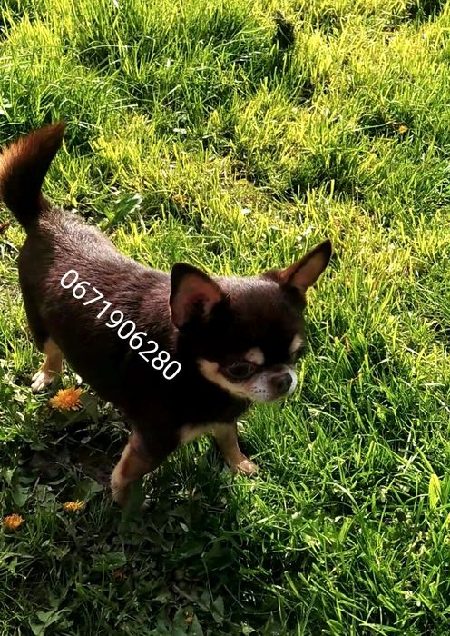 Документальний хлопчик чихуахуа